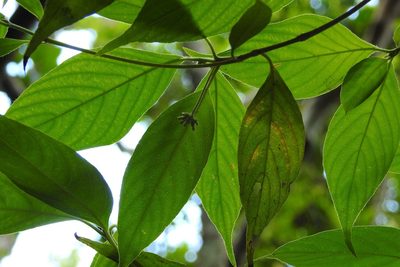 Arachnothryx chiapensis, photographed by Neptalí Ramírez Marcial