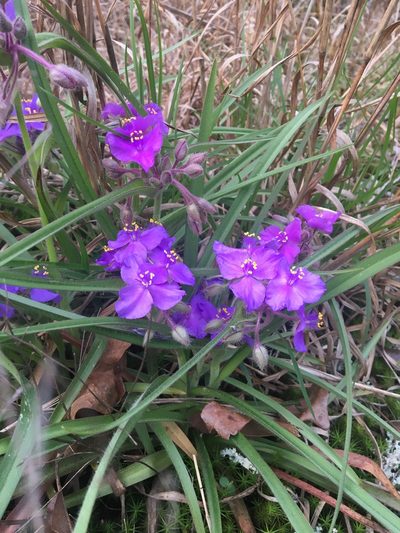 Tradescantia hirsuticaulis, photographed by Jessica