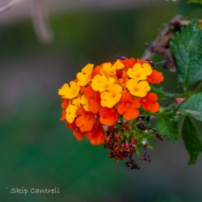 Lantana urticoides, photographed by tcantrell52