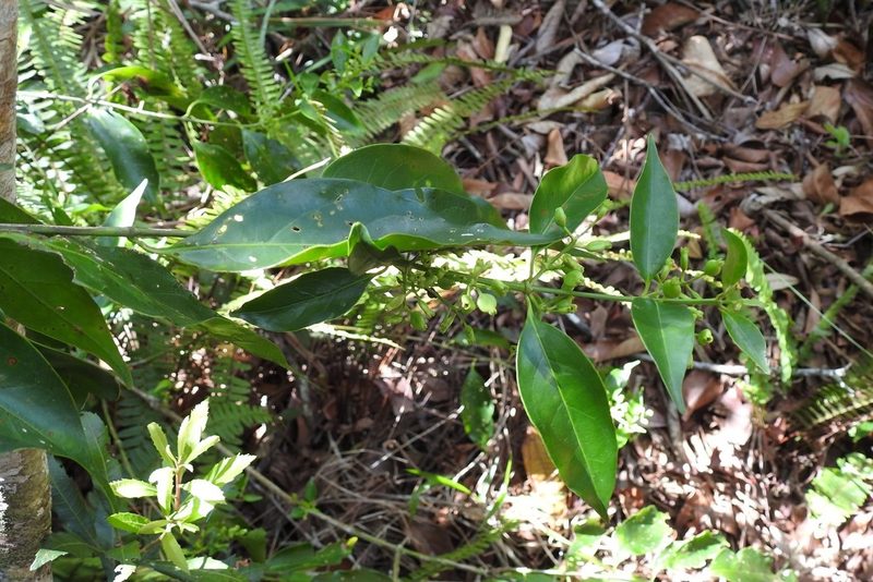 Chiococca phaenostemon, photographed by Neptalí Ramírez Marcial