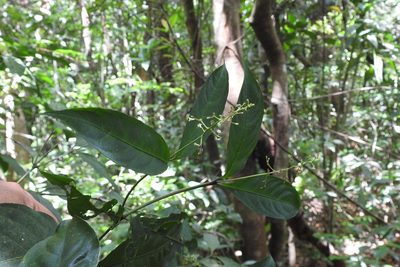Palicourea deflexa, photographed by Neptalí Ramírez Marcial
