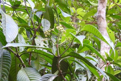 Psychotria trichotoma, photographed by Neptalí Ramírez Marcial