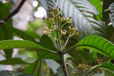 Psychotria trichotoma, photographed by Neptalí Ramírez Marcial