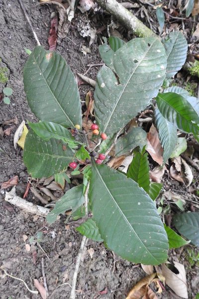 Psychotria mexiae, photographed by Neptalí Ramírez Marcial
