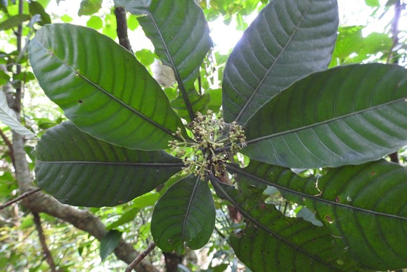 Psychotria mexiae, photographed by Neptalí Ramírez Marcial