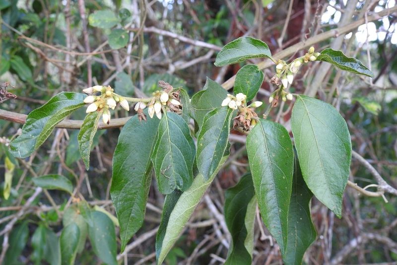 Solanum lanceifolium, photographed by Neptalí Ramírez Marcial
