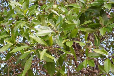 Daphnopsis americana, photographed by Neptalí Ramírez Marcial