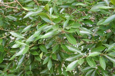 Daphnopsis americana, photographed by Neptalí Ramírez Marcial