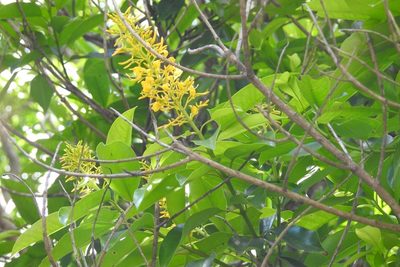 Vochysia guatemalensis, photographed by Neptalí Ramírez Marcial