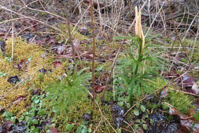 Dendrolycopodium hickeyi, photographed by Quinten Wiegersma