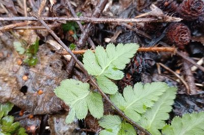 Dryopteris cristata, photographed by Quinten Wiegersma