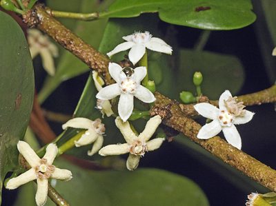 Cyclophyllum coprosmoides, photographed by Tony Eales