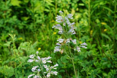 Penstemon pallidus, photographed by Mike B