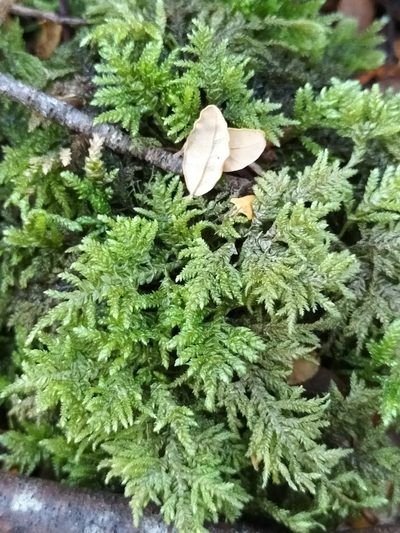 Camptochaete arbuscula, photographed by Colin Meurk