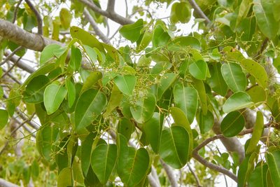 Metopium toxiferum, photographed by Jay Pruett
