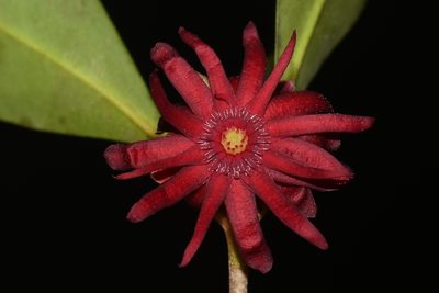 Illicium floridanum, photographed by Brian Finzel