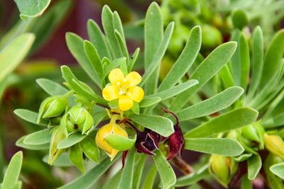 Suriana maritima, photographed by Jay Pruett
