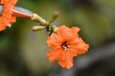 Cordia sebestena, photographed by Jay Pruett
