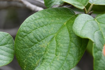 Cordia sebestena, photographed by Jay Pruett