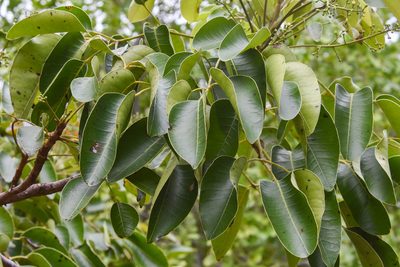 Bursera simaruba, photographed by Jay Pruett
