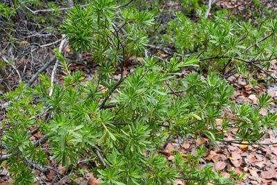 Suriana maritima, photographed by Jay Pruett
