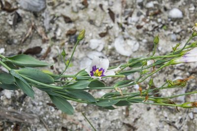 Eustoma exaltatum, photographed by Jay Pruett