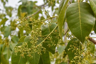 Metopium toxiferum, photographed by Jay Pruett