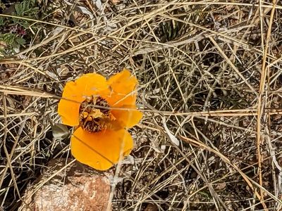 Calochortus kennedyi, photographed by Bruce Hartman