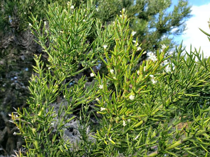Colletia hystrix, photographed by Cesar Ormazabal