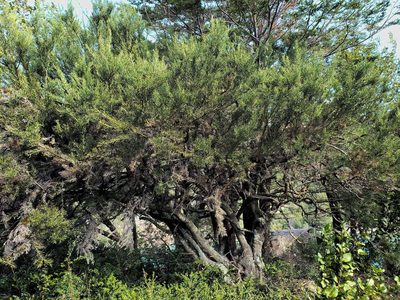 Colletia hystrix, photographed by Cesar Ormazabal