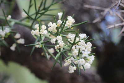 Colletia hystrix, photographed by Cesar Ormazabal
