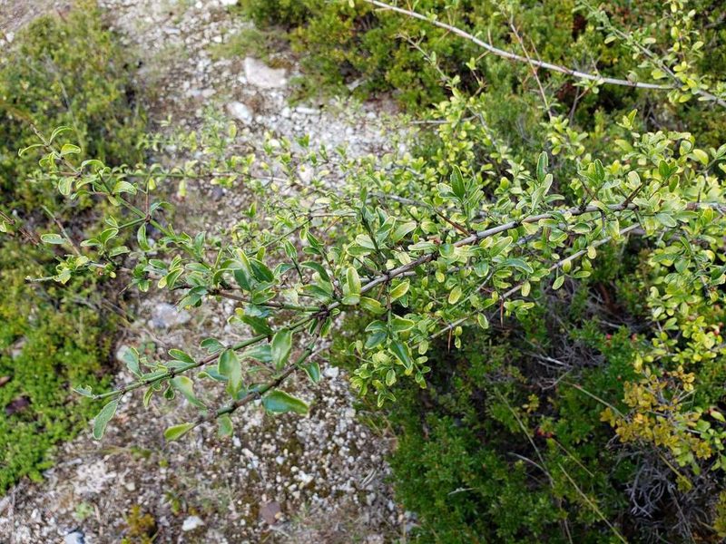 Discaria chacaye, photographed by Cesar Ormazabal