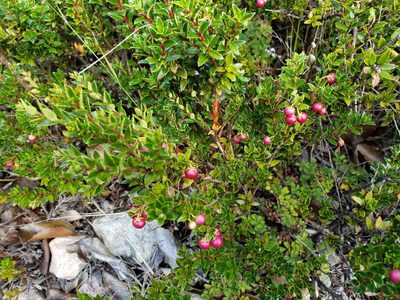 Gaultheria mucronata, photographed by Cesar Ormazabal