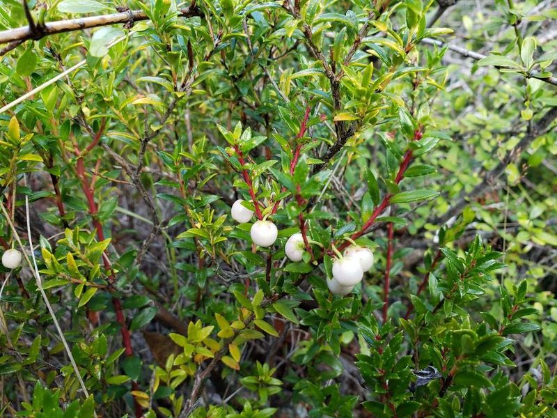 Gaultheria poeppigii, photographed by Cesar Ormazabal
