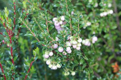 Gaultheria mucronata, photographed by Cesar Ormazabal