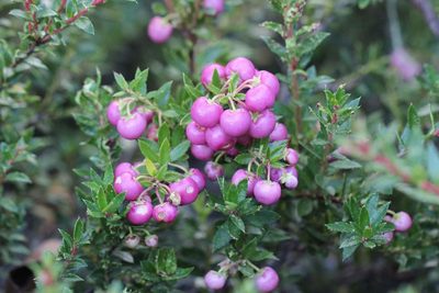 Gaultheria mucronata, photographed by Cesar Ormazabal
