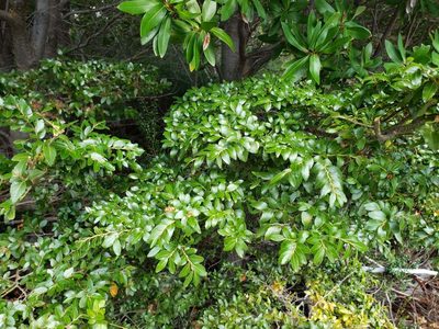 Nothofagus dombeyi, photographed by Cesar Ormazabal