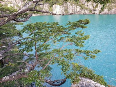 Nothofagus dombeyi, photographed by Cesar Ormazabal