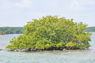 Avicennia germinans, photographed by Jay Pruett