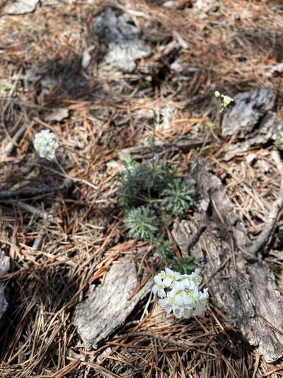 Draba ramosissima, photographed by harrier