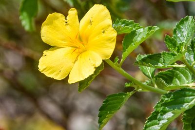 Turnera ulmifolia, photographed by Jay Pruett