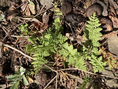 Woodsia obtusa, photographed by harrier