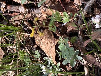 Corydalis flavula, photographed by harrier