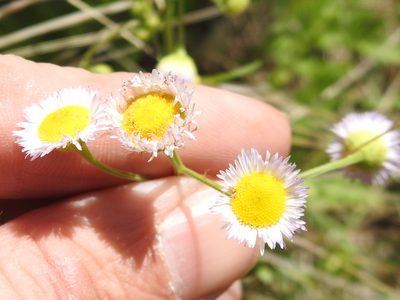 Erigeron strigosus, photographed by Sam Kieschnick
