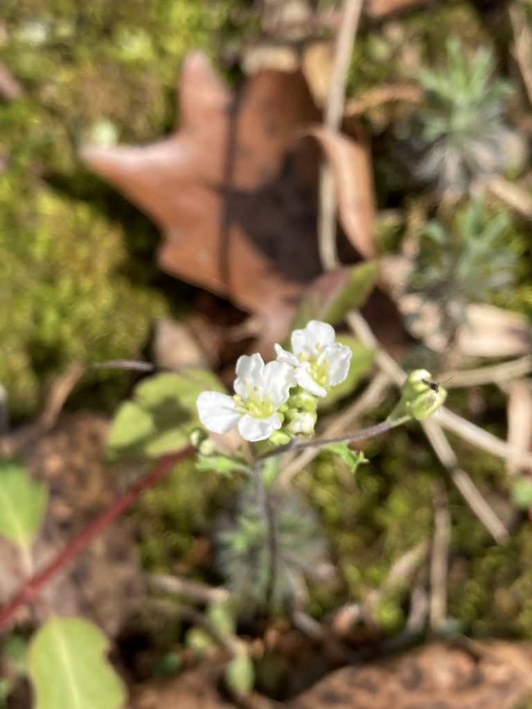 Draba ramosissima, photographed by harrier