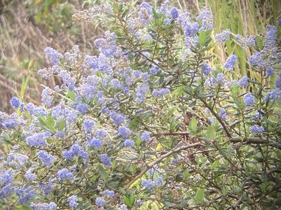Ceanothus thyrsiflorus, photographed by Adam J. Searcy