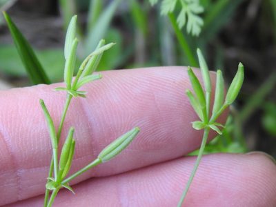Chaerophyllum tainturieri, photographed by Sam Kieschnick