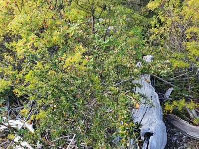Berberis microphylla, photographed by Cesar Ormazabal