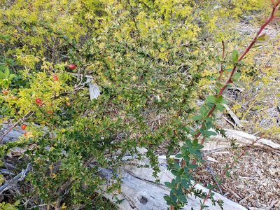 Berberis microphylla, photographed by Cesar Ormazabal