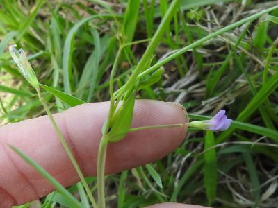 Lathyrus pusillus, photographed by Sam Kieschnick